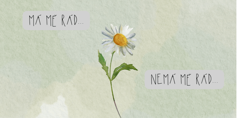 Kopretina symbolizující nejistotu a ambivalenci ve vztahu